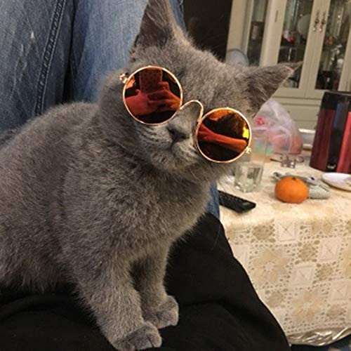 Gatos cool on sale con lentes